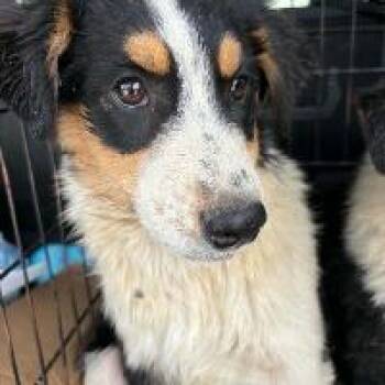Panda -  Australian Shepherd Dog for Adoption in Monticello, New York - Panda | PetCurious