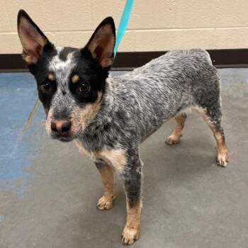 Mixed Breed Dogs Available for Adoption - CLOVER | PetCurious