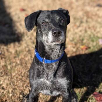 Rescue Black Labrador Retriever and Beagle Dogs for Adoption in Greenville, South Carolina - Rosco | PetCurious