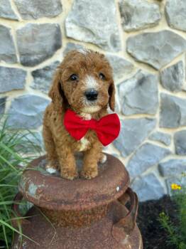 Gabo -  Goldendoodle Dog for Sale in Germantown, Maryland - Gabo | PetCurious