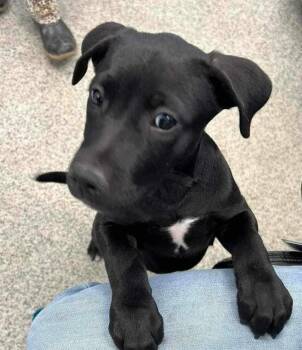 Rescue Pit Bull Terrier and Jack Russell Terrier Dogs for Adoption in New Bern, North Carolina - Elle "Ellie | PetCurious