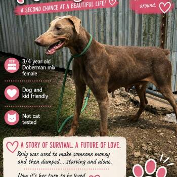 Reily-CS-26-11600 -  Doberman Pinscher Dog for Adoption in Anahuac, Texas - Reily-CS-26-11600 | PetCurious