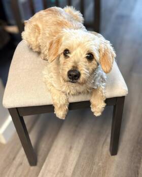 Maltese and Spaniel Dogs Available for Adoption in Calgary, Alberta - Gerry | PetCurious