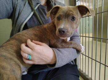 Chihuahua and Pit Bull Terrier Dogs Available for Adoption in Kalamazoo, Michigan - Snack | PetCurious