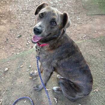 Cool Cube -  Border Collie and Plott Hound Dog for Adoption in Austin, Texas - Cool Cube | PetCurious