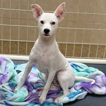 Ziggy -  Terrier Dog for Adoption in Kerrville, Texas - Ziggy | PetCurious