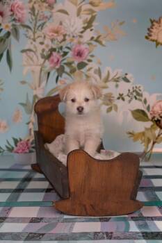 Husky and Miniature Poodle Dogs Available for Adoption in Whitestown, Indiana - Mozzarella | PetCurious