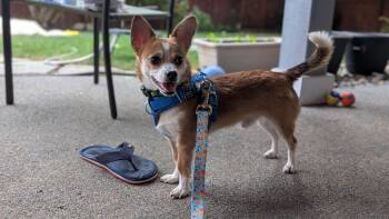 Parker -  Chihuahua Dog for Adoption in Covington, Washington - Parker | PetCurious