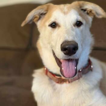 Rescue Shepherd and Husky Dogs for Adoption in Bonifay, Florida - Chanel | PetCurious