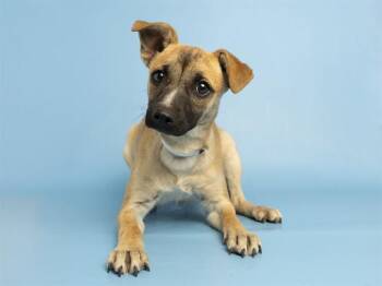 Labrador Retriever and Chihuahua Dogs Available for Adoption in Phoenix, Arizona - MIA | PetCurious
