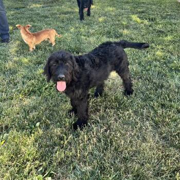 Labradoodle Dogs Available for Adoption in Hughesville, Maryland - Martini | PetCurious