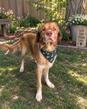 Tofu -  Golden Retriever and Border Collie Dog for Adoption in Lafayette, Louisiana - Tofu | PetCurious