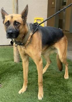 MOOSE -  German Shepherd Dog Dog for Adoption in San Jose, California - MOOSE | PetCurious