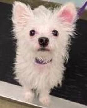 Roy -  Terrier Dog for Adoption in Dallas, Texas - Roy | PetCurious