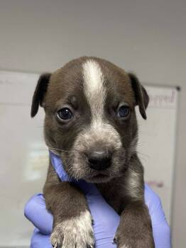 Rescue Australian Cattle Dog Blue Heeler and Great Dane Dogs for Adoption in Bolivar, Missouri - Sioux | PetCurious