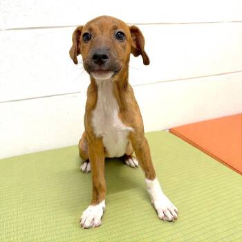 Chihiro -  Mixed Breed Dog for Adoption in League City, Texas - Chihiro | PetCurious