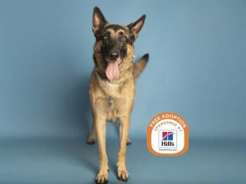 LOKI -  German Shepherd Dog Dog for Adoption in Phoenix, Arizona - LOKI | PetCurious