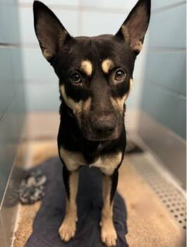 ABRAHAM -  Staffordshire Bull Terrier and Mixed Breed Dog for Adoption in Houston, Texas - ABRAHAM | PetCurious