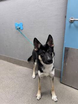 HOUDINI -  German Shepherd Dog Dog for Adoption in Las Vegas, Nevada - HOUDINI | PetCurious