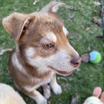 Husky and Labrador Retriever Dogs Available for Adoption in Minneapolis, Minnesota - Reese