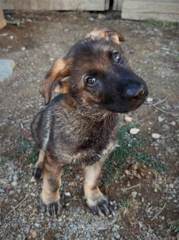 Bubba -  German Shepherd Dog Dog for Adoption in Grantville, Pennsylvania - Bubba | PetCurious