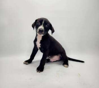 Rescue English Springer Spaniel and Mixed Breed Dogs for Adoption in Morton Grove, Illinois - Hunt | PetCurious