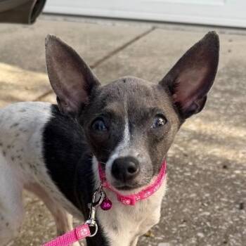 Bambi -  Italian Greyhound and Chihuahua Dog for Adoption in Chattanooga, Tennessee - Bambi | PetCurious