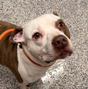Pit Bull Terrier Dogs Available for Adoption in Golden, Colorado - Odin | PetCurious
