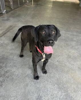 Drake -  Labrador Retriever Dog for Adoption in Mocksville, North Carolina - Drake | PetCurious