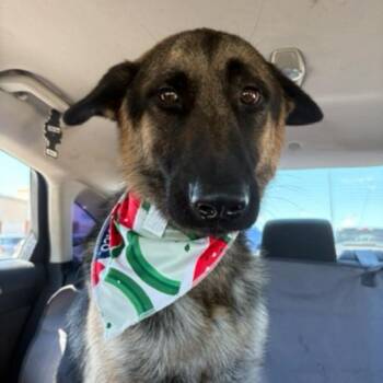 Rescue German Shepherd Dog Dogs for Adoption in Temecula, California - Ed | PetCurious