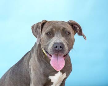Pit Bull Terrier Dogs Available for Adoption in Pasadena, California - WILLOW | PetCurious