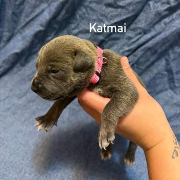 Katmai -  Pit Bull Terrier Dog for Adoption in Brainerd, Minnesota - Katmai | PetCurious