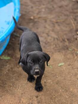 Skylar -  Labrador Retriever and Bulldog Dog for Adoption in Kannapolis, North Carolina - Skylar | PetCurious