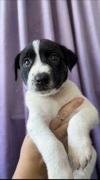 Crystal -  Basenji and Pit Bull Terrier Dog for Adoption in West Hollywood, California - Crystal | PetCurious