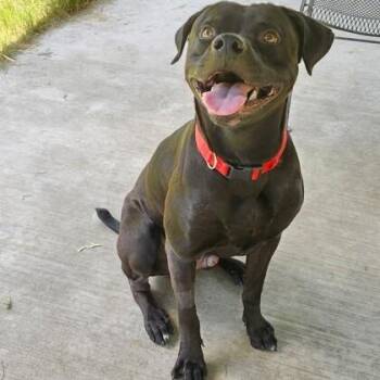 Jag -  Boxer and Mixed Breed Dog for Adoption in Houston, Texas - Jag | PetCurious