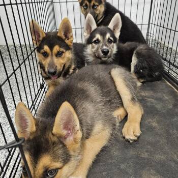Pogo -  German Shepherd Dog and Husky Dog for Adoption in Kingman, Kansas - Pogo | PetCurious