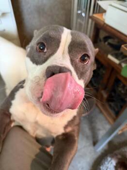 Dior -  Staffordshire Bull Terrier Dog for Adoption in Farmersville, Texas - Dior | PetCurious