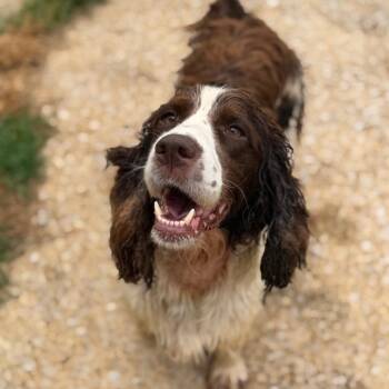 Kendra Scott -  English Springer Spaniel Dog for Adoption in Brownsboro, Alabama - Kendra Scott | PetCurious