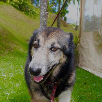 Lola -  Siberian Husky and German Shepherd Dog Dog for Adoption in San Juan, San Juan - Lola | PetCurious