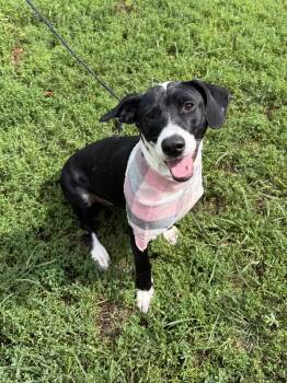 Aurora -  Labrador Retriever Dog for Adoption in Upper Sandusky, Ohio - Aurora | PetCurious