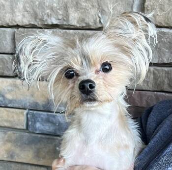 CHARLOTTE -  Yorkshire Terrier Dog for Adoption in Belmont, New York - CHARLOTTE | PetCurious