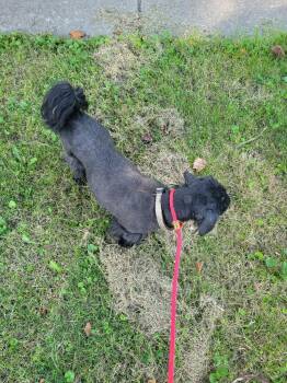 Cody -  Shih Tzu Dog for Adoption in Hindsboro, Illinois - Cody | PetCurious