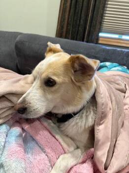 Smooth Collie and Siberian Husky Dogs Available for Adoption - Finn | PetCurious