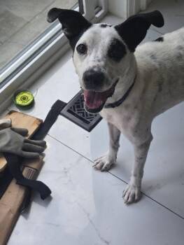 Val (22 lbs) -  Cattle Dog Dog for Adoption in Mississauga, Ontario - Val (22 Lbs) | PetCurious