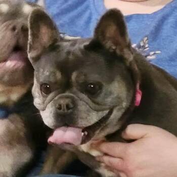 LOVE A LOTCOMING SOON -  French Bulldog and None Dog for Adoption in Loves Park, Illinois - LOVE A LOTCOMING SOON | PetCurious