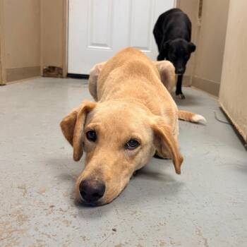 Fish -  Mixed Breed Dog for Adoption in Brentwood, Missouri - Fish | PetCurious
