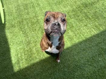 APACHE -  Boxer and Mixed Breed Dog for Adoption in Rowlett, Texas - APACHE | PetCurious