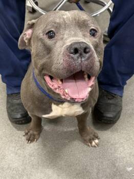 Pit Bull Terrier Dogs Available for Adoption - MONTY | PetCurious