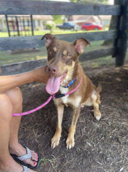 Rescue Australian Shepherd and Shepherd Dogs for Adoption in Germantown, Ohio - Dillon | PetCurious