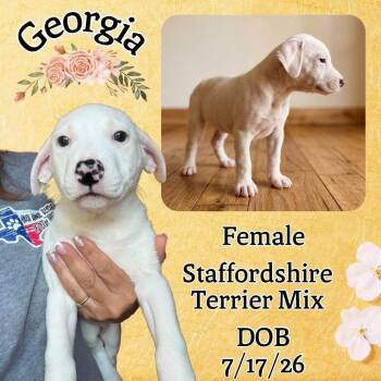 Georgia -  American Staffordshire Terrier Dog for Adoption in Caldwell, Texas - Georgia | PetCurious